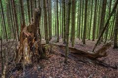 fallen tree in Wildnispark Zürich-Sihlwald