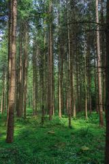 View from Forest Nature Trail of Sihlwald in Wilderness Park Zurich-Sihlwald