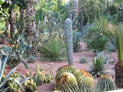 Cactii in Majorelle Garden