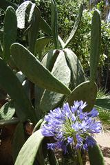 cactus and flower at Jardin Majorelle in Marrakesh Morocco