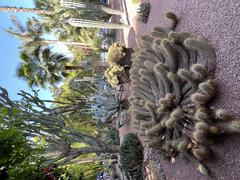 Cactus in Jardin Majorelle