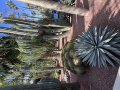 assorted cacti in Jardin Majorelle, Marrakesh