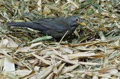 Common Blackbird at Jardin Marjorelle, Marrakech