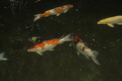 Koi fish in Marrakesh, Morocco