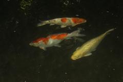 koi fish in Marrakesh Morocco pond