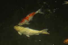 Koi fish in a pond