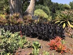 Aeonium arboreum 'Zwartkop' at The Huntington Library