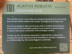 Agathis robusta history and description sign at Huntington Library and Gardens