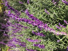 Salvia leucantha (Mexican Bush Sage)