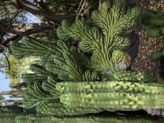 Cactus in Huntington Library Botanical Garden