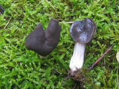 Helvella fusca mushroom in outdoor environment