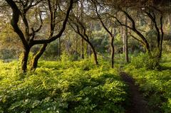 Hiking trail in Parque Florestal de Monsanto, Lisbon, Portugal