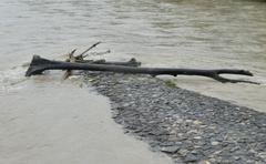 München Hochwasser 2024 Baumstamm Wittelsbacherbrücke