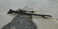 Flood in Munich with a tree trunk lodged at Wittelsbacherbrücke pillar