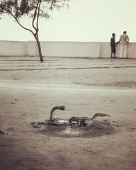 Thirsty cow drinking water at Sabarmati Ashram, Gujarat