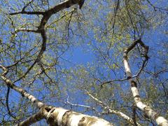 Birches in springtime