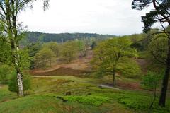 Naturschutzgebiet Fischbeker Heide in Hamburg