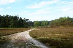 Path in Fischbeker Heide nature reserve in Hamburg