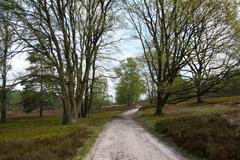 pathway and trees in Fischbeker Heide Nature Reserve in Hamburg