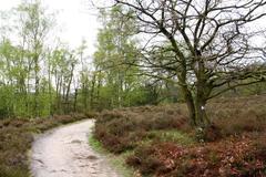 scenic view of Fischbeker Heide nature reserve in Hamburg