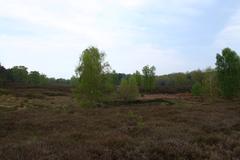 Panoramic view of Fischbeker Heide nature reserve