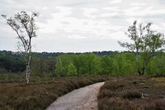 Path in Fischbeker Heath Nature Reserve