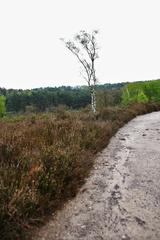 Natural reserve Fischbeker Heide in Hamburg