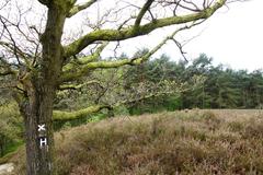 Fischbeker Heide nature reserve in Hamburg with a sandy path and blooming heather