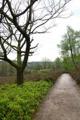 Path in Fischbeker Heide nature reserve