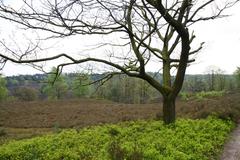 Tree in Fischbeker Heide Nature Reserve in Hamburg