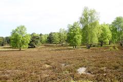 scenic view of Fischbeker Heide nature reserve with heather fields in Hamburg