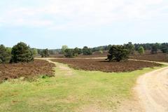 Naturschutzgebiet Fischbeker Heide in Hamburg