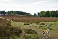 Fischbeker Heide Nature Reserve in Hamburg