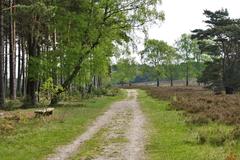 Path in the Fischbeker Heide nature reserve in Hamburg