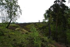 Fischbeker Heide Nature Reserve in Hamburg