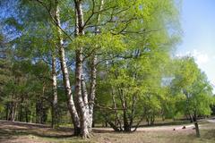 birch trees in Fischbek Heath Nature Reserve