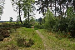 Nature reserve Fischbeker Heide in Hamburg with heather flowers