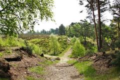 Fischbeker Heide nature reserve in Hamburg