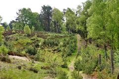 Fischbeker Heide nature reserve in Hamburg