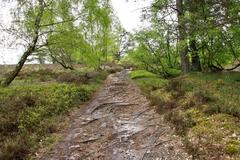 Path in the Fischbeker Heide nature reserve in Hamburg