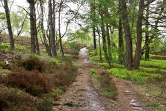 Path through Fischbeker Heide nature reserve in Hamburg