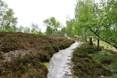 Path in Fischbeker Heide nature reserve in Hamburg