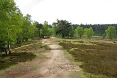 Path in Fischbeker Heide nature reserve in Hamburg