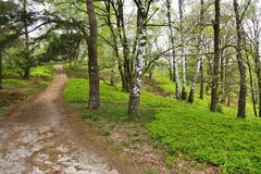 Path in Fischbeker Heide Nature Reserve in Hamburg