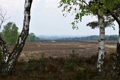 Fischbeker Heide nature reserve in Hamburg