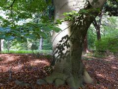 Beech and mixed forest in autumn at NSG Fischbeker Heide in Hamburg