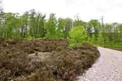 Naturschutzgebiet Fischbeker Heide in Hamburg