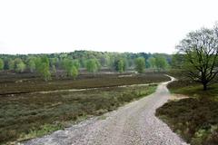 gravel path in Fischbeker Heide nature reserve