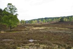 Fischbeker Heath Nature Reserve in Hamburg