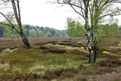 Nature reserve 'Fischbeker Heide' in Hamburg